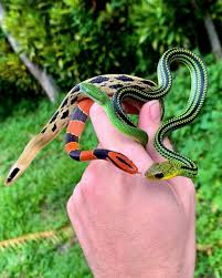 Image result for Rinorea laurentii