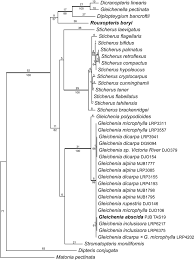 Image result for Gleichenia elongata