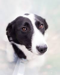 Specialty & emergency pet hospital in mount pleasant, sc. Emergency Vet Care In Salt Lake City Ut Contact Us Today