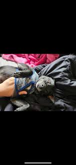 From The Streetz Rescue Foundation