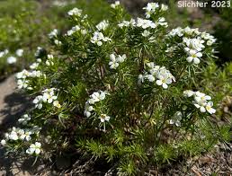 Image result for Lintonia nutans