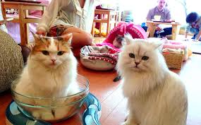 The sip and purr cafe, on milwaukee east side, is indeed a great place to go for fun. No Kitten Milwaukee Is Getting Its First Cat Cafe In 2018
