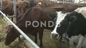 Animal Red Calf Child Cow Farm Agriculture Stock Footage Calf Child Animal Red Animals Cow Calves