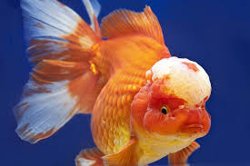 Some fish in the river grow as long as 16 inches and weigh up to four pounds.credit.stephen so how do you get rid of them in a lasting way? Oranda Lion Head Goldfish Goldfish Pet Fish Goldfish Species