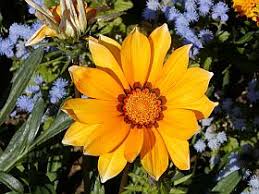 Image result for foto Gazánie