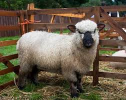 Oxford Down Sheep 3415 Jpg 600 477