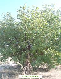 Image result for Vitex payos