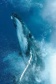 John Steve Spark Adli Kullanicinin Flying Whales Of Gojira Panosundaki Pin 2020 Kambur Balina Balinalar Hayvanlar