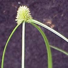 Image result for Kyllinga