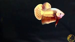 Low meng chai it is not necessary to feed male betta, because it does not eat any food during the processing period. Betta Red Gold Youtube