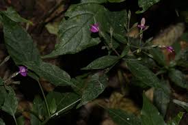 Image result for Dicliptera maculata