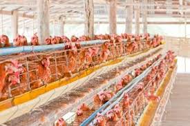 Sebagai perbandingan jumlah ternakan ayam ini cuma sebanyak 174.7 juta pada tahun 2005 telah meningkat kepada 179.2 juta ekor (2006), 188.83 juta ekor (2007), 192.69 juta ekor (2008) dan sebanyak 208.33 juta ekor pada. Ini Penyebab Peternak Rakyat Makin Terhimpit Di Era Jokowi Halaman All Kompas Com