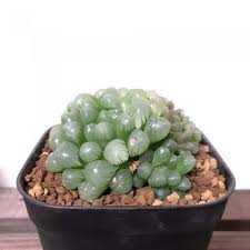 オブツーサの育て方 植え替えや株分けの方法や時期は Horti ホルティ By Greensnap