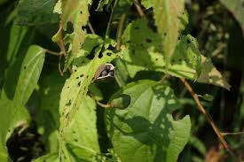 Image result for Azanza lampas