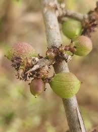 Image result for Commiphora