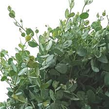 Amazon | PURIZA グニーユーカリ 生花 切り花 花束用 アレンジ ブーケ 花材 10本 2s 50cm | puriza | 花束