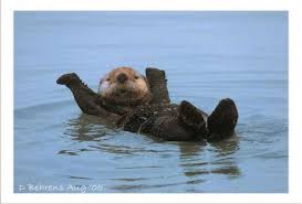 Otters Are One Of My Favorite Animals Maybe I Need A Service Otter Cute Baby Animals Cute Animals Cute Funny Animals
