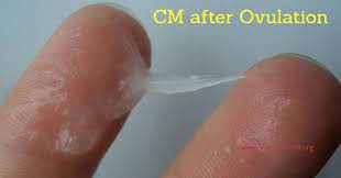 Brown discharge, mucus after ovulation, intercourse. Cervical Mucus After Ovulation If Pregnant Is It Creamy Egg White Or Watery Brighter Press