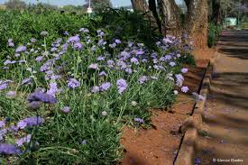 Image result for Odontosoria africana