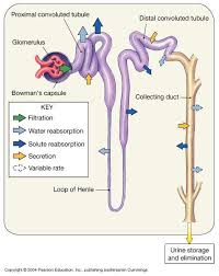 Chapter 26 Part 1 The Urinary System Medical School Studying Fundamentals Of Nursing Physiology
