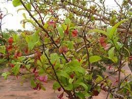 Image result for Hymenocardia