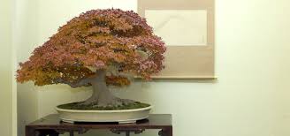 All my trees are anywhere from seedlings to pre bonsai and i've been feeding them pretty heavily all season with miracle grow and fish emulsion. 5 Things You Should Not Do To Your Bonsai In Autumn Bonsai Tree Pty Ltd