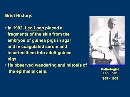 Animal cell culture shomu's biology. èª²ç¨ç¶²é  Introduction The Use Of Animal Cell Culture What Is Cell Culture Cells Removed From Animal Tissue Or Whole Animals Ppt Download