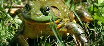 Check spelling or type a new query. All About Bullfrogs Missouri Department Of Conservation