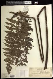 Image result for Blotiella bouxiniana