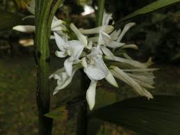 Image result for Corymborkis corymbis