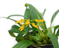 Image result for Bulbophyllum fuscum