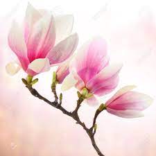 Obraz Na Platne Magnolie Dekorace Pixers Zijeme Pro Zmenu Magnolia Flower Magnolia Tattoo Japanese Magnolia