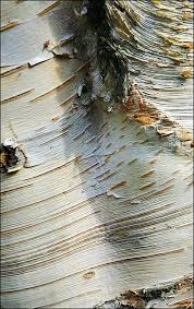 Birch Tree Bark And Stone Coupon Silver Birch Bark Silver Birch Birch Bark Patterns In Nature