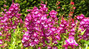 Image result for Penstemon