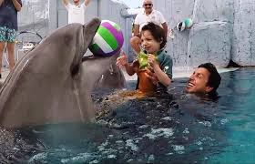 We did not find results for: Dolphin Therapy Land Delfinterapi Kommentarer