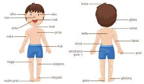 Imagine that you are in an english speaking country and you need to see a doctor, for example. Basic Croatian Vocabulary Parts Of The Body