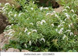 Image result for Crotalaria steudneri