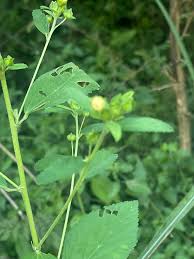 Image result for Sida serratifolia