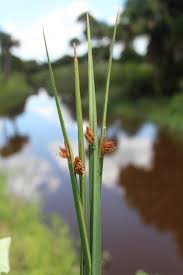 Image result for Schoenoplectus sp.no.3