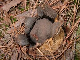 Image result for Scleroderma cepa