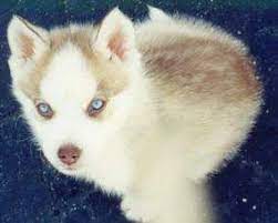 Light Red Husky Puppy Google Search Red Husky Puppies Husky Red Siberian Husky