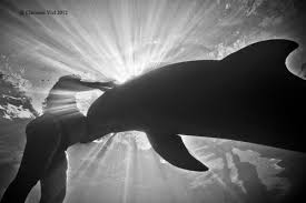 Selkie Pregnant Woman With Dolphin Underwater Photography Water Photography Underwater