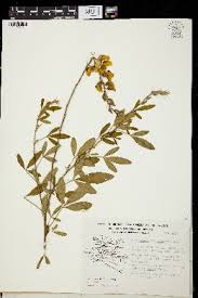 Image result for Crotalaria argyrolobioides