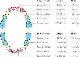 baby tooth eruption shedding timeline starting at 6 months