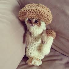 Mantar In Maceralari Yarali Yavru Kedi Wasabi Ye Mantar Kostumlu Tedavi Cok Sirin Hayvanlar Cute Kittens Yavru Kediler