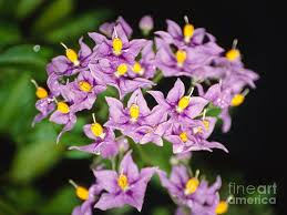 Image result for Solanum seaforthianum
