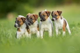 Image result for foxteriér hladkosrstý