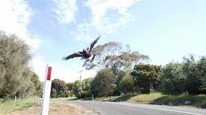 First when jennifer dyer was struck in the eye while having a coffee outside a shopping centre—resulting in an. Magpie Attack Australian Cyclist Dies While Fleeing Swooping Bird Bbc News