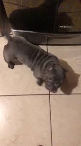 #microexotic #viral #americanbullyexótico 6 meses y no crece
