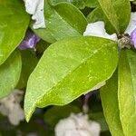 Image result for Brunfelsia australis